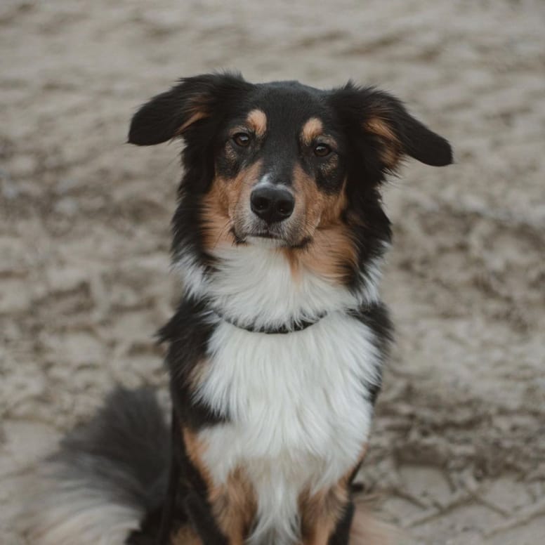 Aussiedor AustralianShepherdLabradorMix